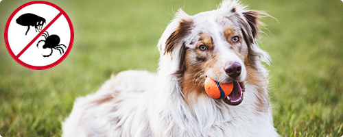 Blog: Il mio cane ha le pulci o le zecche?